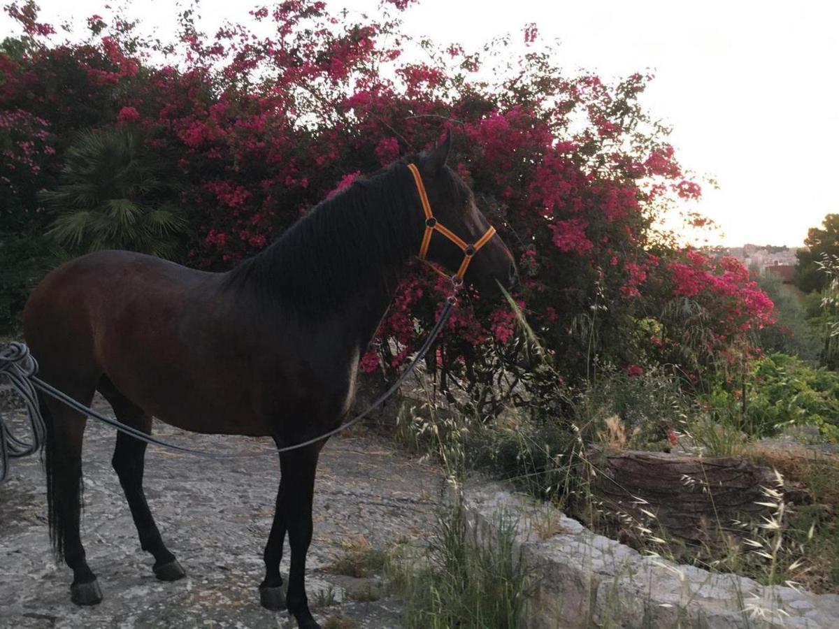 Country Sicily Home Favara Dış mekan fotoğraf